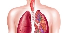 Дихальна система людини | Тест на 25 запитань. Біологія